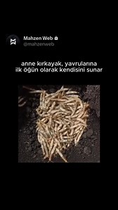Mahzen Web on Instagram