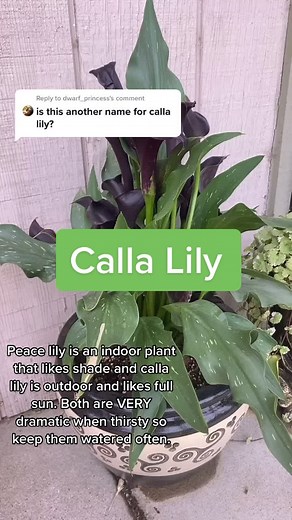 Guide to Caring for Calla Lilies: Tips for Healthy Growth