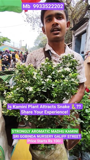 Is Kamini Attracts Snakes?? Know With Price #shorts #price