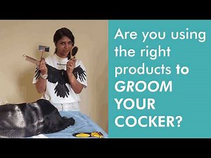 Top 5 Recommended Products to Groom your Cocker Spaniel at Home