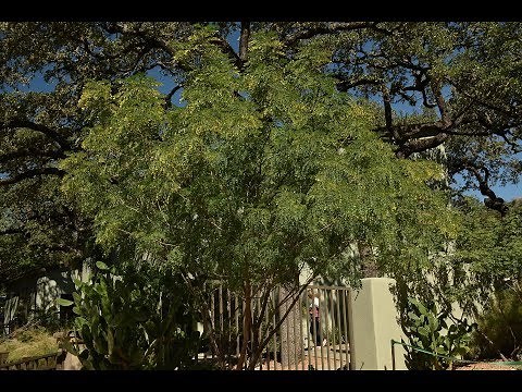Small Native Trees | Tim Kiphart | Central Texas Gardener
