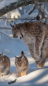 46K views · 1.8K reactions | A Kind Young Man Skillfully Saved the Endangered lynx Species Animals ai #CuteAnimals #ai #nature #leopard #animalrescuers #WildlifeRescue #lynx #AnimalCare #wildlifeplanet #AnimalRescue #animalkingdom #viralvideo #viral #AnimalRecovery #HeartwarmingStory | Wild Rescue | Facebook