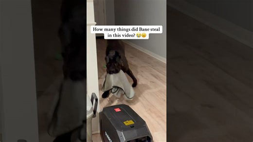 The fastest paws in the West belong to this dog