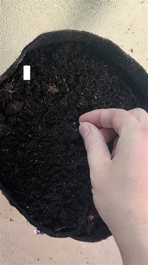 February Planting Guide 🌱 Here’s what you can plant this month, based on how early spring arrives where you live! ❄️ Cold Zones (Zones 3–5) Start indoors: • Broccoli • Cabbage • Cauliflower • Kale • Brussels sprouts • Onions (from seed) Direct sow outside (with protection if soil is workable): • Spinach • Lettuce • Peas 🌤️ Moderate Zones (Zones 6–7) Start indoors: • Tomatoes • Peppers • Broccoli • Cabbage • Cauliflower Direct sow or plant outside: • Lettuce • Spinach • Kale • Peas • Radishes ☀