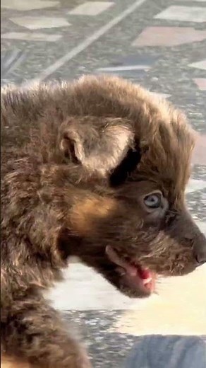 German shepherd female Puppies, long coat. #germanshepherd #germanshepheard #pets #gsds