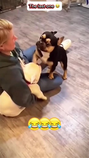 Adventures of a Playful Dog at the Park