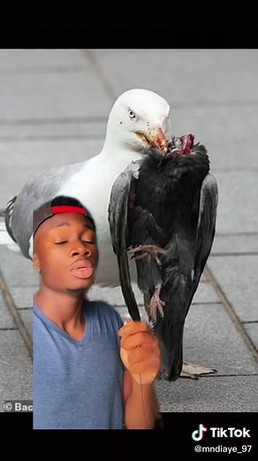 Sea gulls have no morals or gag reflexes #nature#wtf#seagull