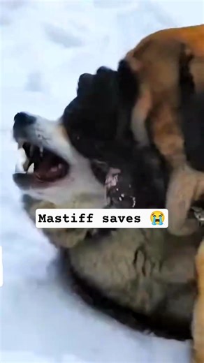 Mastiff Fights 3 Wolves to Save Puppy! 😱🐶🐺#shorts