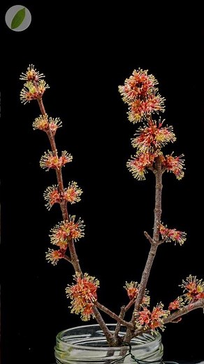 Maple 🍁 twigs blooming time lapse