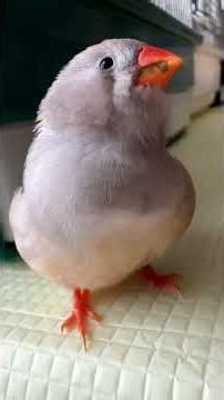 2025.9.17キンカチョウの甘える仕草が可愛い The adorable behavior of the zebra finch＃Shorts