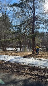 23K views · 317 reactions | I sacrificed these two trees for a vegetable garden. Soon we will have fresh eggs, fresh tomatoes, peppers, and start to use this land for living! #garden #farm #living | Luke’s Goldies | Facebook