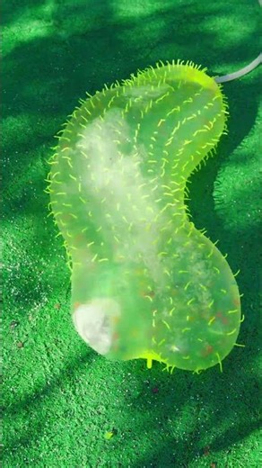 Giant Worm Flooded My Garden – Orbeez Burst ASMR