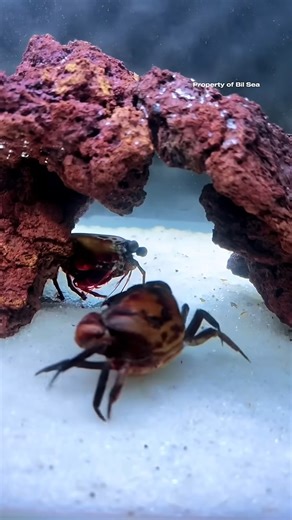 346K views · 3.3K reactions | Crab Claw Crushed And Broken By Mantis Shrimp #mantisshrimp #udangmantis | Bryce Hall | Facebook