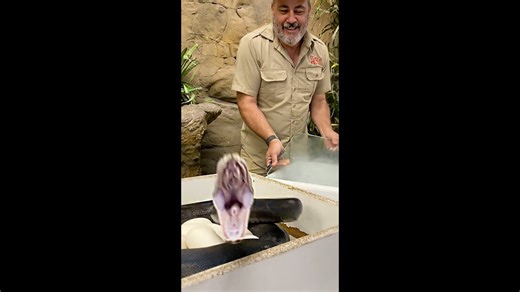 Snake strikes cameraman! - Jay Prehistoric Pets (1080p, h264)