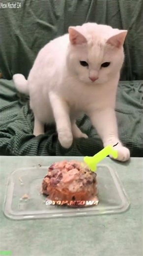 Cat Lover 🐱 funny cats moments 🐱 # #9335