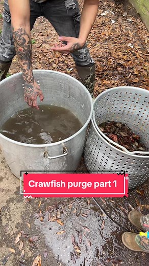 Crawfish Purging Process: How to Clean Your Catch