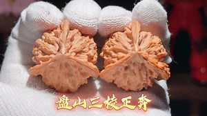 三棱分星芒，正开耀天姿。——盘山三棱正奔