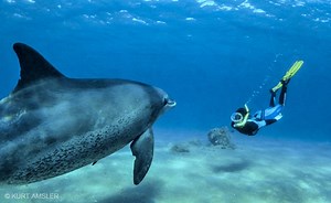 1K views · 32 reactions | SEACAM UNDERWATER PHOTO ACADEMY DIVE...