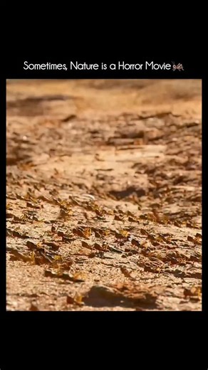 Animal Documentary & Science Concepts on Instagram: "Locusts are grasshoppers that can turn into a swarming pest under the right conditions—one of nature’s most dramatic (and destructive) transformations. 🦗 What makes a locust different? 🔹Locusts are not a separate species from grasshoppers. Some species can switch between: 🔹Solitary phase – harmless, avoid each other 🔹Gregarious phase – crowd together, change color/behavior, and form huge swarms 🔹This switch is triggered by rain → rapid pl