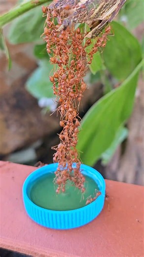 Watch How Fire Ants Use Their Smarts to Get Nectar!"