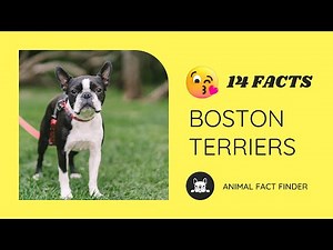 14 Fascinating Facts About Boston Terriers