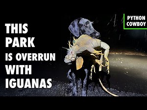 Park Goers Attacked by Iguanas — I Was Hired to Remove Them