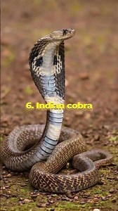 Top 10 Most Dangerous Snakes In The World