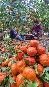 66K views · 963 reactions | Orange Harvesting! How Millions of Oranges Are Harvested Every Day | FoodStuff | Facebook