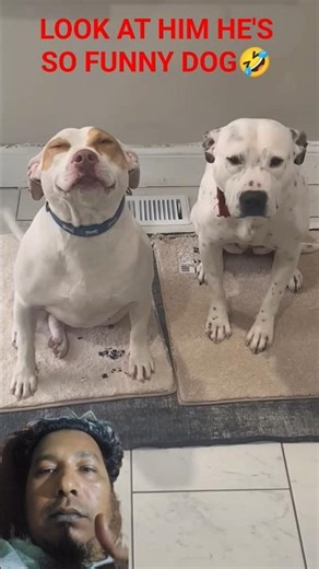 Funny Dogs🤣#doglovers #dogrescue #dogfuntime #dogfunnymoments #animallove #adoptstrays #funny #pets