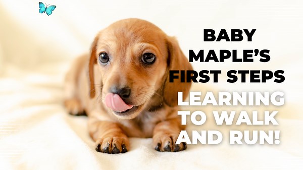 Baby Maple’s First Steps Learning to Walk and Run!