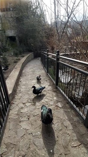 Χωριο κακοπετρια _ κύπρος / kakopetria village _ cyprus