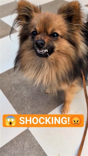 “Angry Pomeranian 😡 Full Attack Mode | Viral Short”#shorts #pomeranian #dogshorts