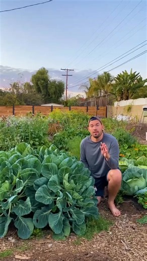 93K views · 1.8K reactions | Broccoli is looking great—harvest tips coming your way.  #foundation #personalgrowth #naturalingredients #plants | The Plant Whisperer | Facebook
