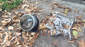 Why rats are chewing up hybrid cars