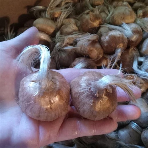 Last Call for Jumbo Saffron Bulbs (11cm ): Organic Usa-grown Crocus Sativus - Etsy