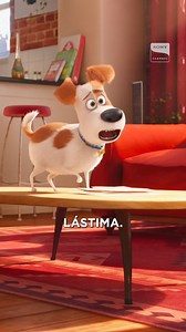 189K views · 119 reactions | Ya vimos, Max es el hermano "mayor" que le gusta chantajear a su hermanito. ¿Quién más tiene a 2 perros así? Este #MiércolesDePelícula no te pierdas de: "Una vida en siete días" "Mis Huellas a Casa" A PARTIR DE LAS 8:00PM MEX "Cenicienta" "Matilda" A PARTIR DE LAS 8:00PM COL "La vida secreta de tus mascotas" "Angry Birds: La Película" A PARTIR DE LAS 18:00HRS ARG | Sony Channel | Facebook