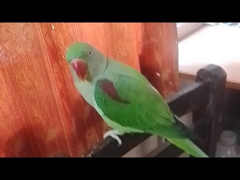 Mithu Talking Parrot | Mithu Parrot Goes Viral! ParrotShorts #FunnyParrot #TalkingParrot #trending
