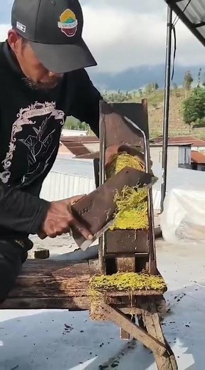 manual tobacco cutting process#shorts