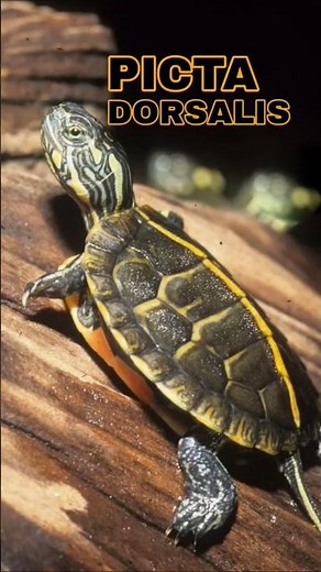 Chrysemys Picta Dorsalis Turtles - The Racing-Stripe Turtle | #shorts #turtle #pets