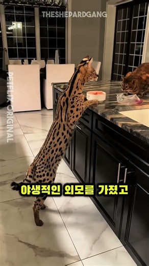 Are these cats real? 🐈⬛ Top 3 Largest Cat Breeds in the World Revealed!