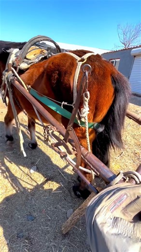 233K views · 1.7K reactions | Chinese rural traditional horse-drawn carriage- #animal #horse #cow #donkey #hoofcare #satisfying #hoof #care #helping #farrier | Hoof Farrier | Facebook