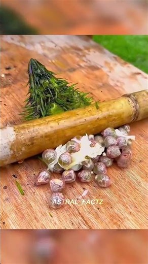 Satisfying Gorgon Fruit Harvest - Foxnut Collecting 😱