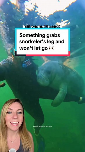 Friendly Manatees in Florida: Cute Encounters with Water Puppies