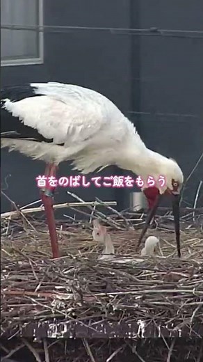 ミーナママが帰ってきた瞬間、全員スイッチONで一斉アピール開始😂首の伸び方も勢いも全力でかわいい♡それだけ元気な証拠だね🕊️今日のごはん争奪戦でした🤭笑#コウノトリ #こっちーくん631