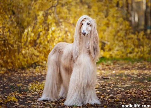 11 Best Single Coat Dog Breeds (with Photos) - OodleLife®