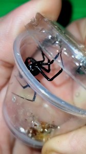 195K views · 2.6K reactions | #learnontiktok #animals #bugs #spiders | Spider Facts | Facebook