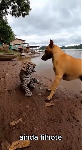 história da onça pintada juca!#shorts #shortvideo #shortsviral