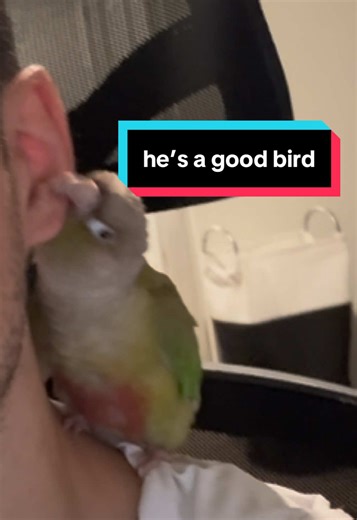 Since my last vid did numbers here’s your reminder to not get a gcc #gcc #parrot #parrotsoftiktok #greencheekconure