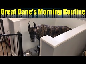My morning routine with Two Great Danes