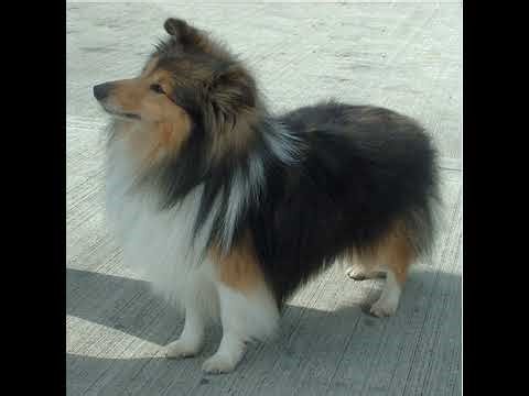 Wizard101 Gameplay Walkthought 4K 60FPS PS5] part 13